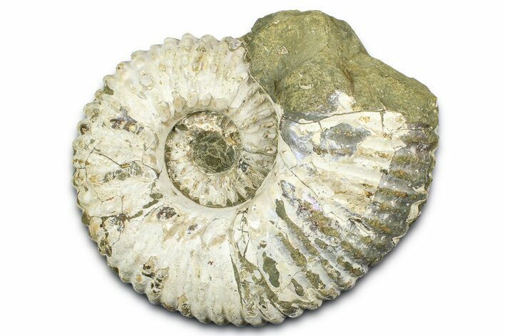 Large, Bumpy Ammonite (Douvilleiceras) Fossil - Madagascar #372687